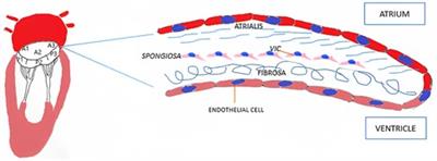 Biology of mitral valve prolapse: from general mechanisms to advanced molecular patterns—a narrative review